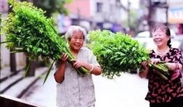 蕲春艾草最新爆料,揭秘千年艾草的神奇功效与传承之谜